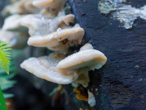 istock A macro image of mushrooms on a tree trunk, highlighting their unusual shapes and textures, captures the beauty of the forest ecosystem 2171175052