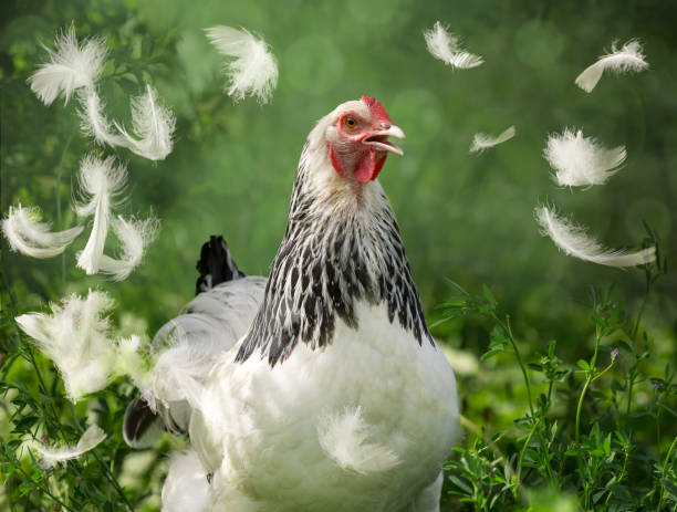white hen feathers around outdoors