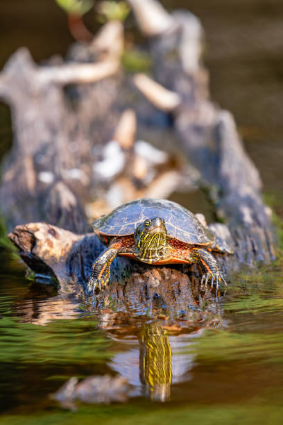 istock Western Painted Turtle (Chrysemys picta) crawling on a log in summer 2171176615