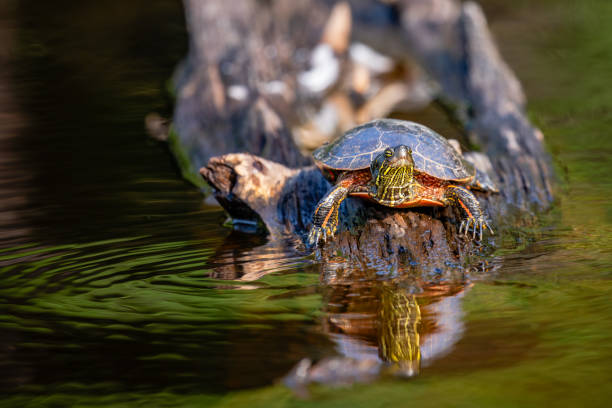 istock Western Painted Turtle (Chrysemys picta) crawling on a log in summer 2171176618