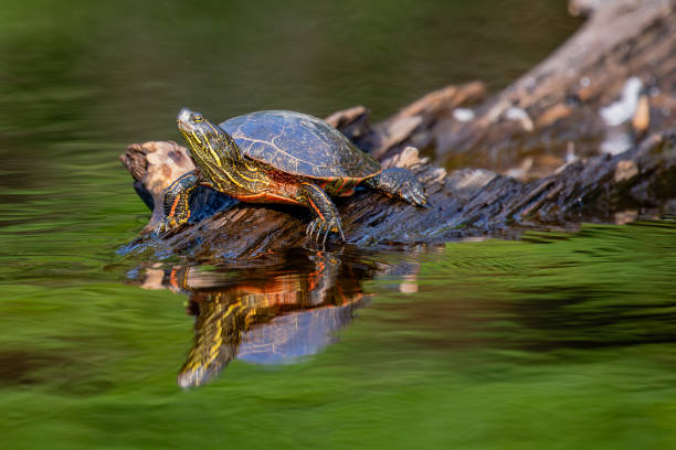 istock Western Painted Turtle (Chrysemys picta) crawling on a log in summer 2171176624