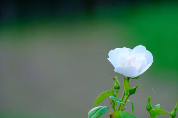 Beautiful white roses under sunlight in rose garden. Floral natural background with rose flower. Selective focus.