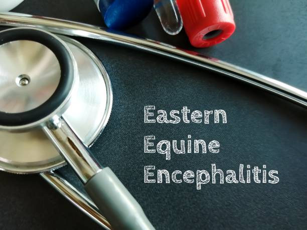 istock Eastern equine encephalitis (EEE) virus term, commonly called Triple E or sleeping sickness, medical conceptual image. 2171177905