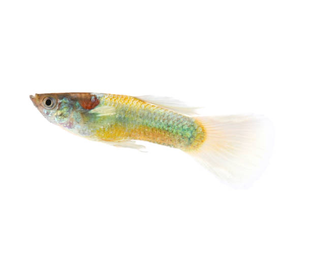 istock Yellow guppy fish isolated on white background 2171179848
