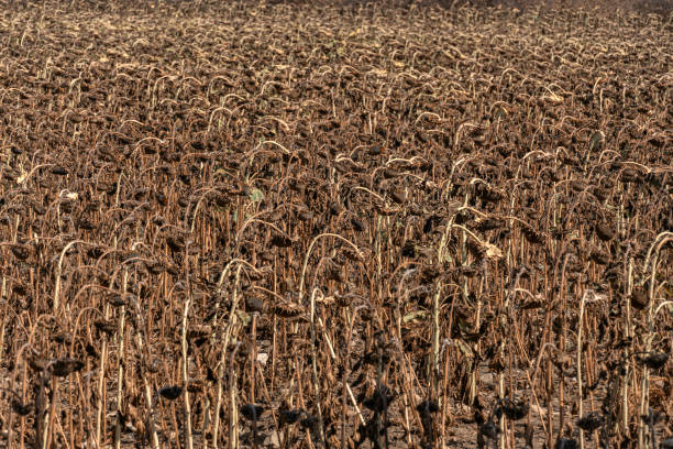 Dried sunflowers in the field