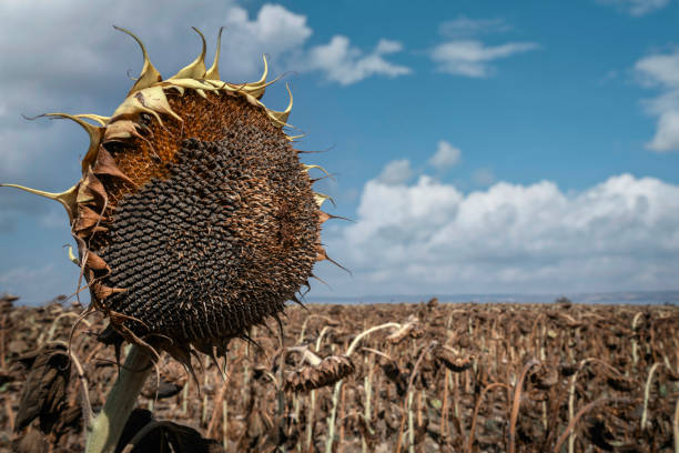 istock Dried sunflowers in the field 2171179999