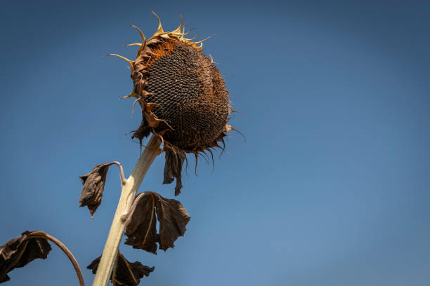 istock Dried sunflowers in the field 2171180023