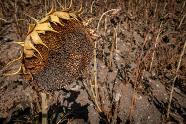Dried sunflowers in the field