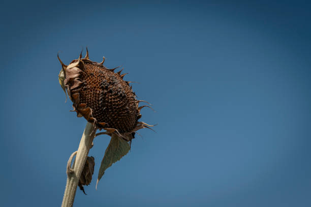 Dried sunflowers in the field