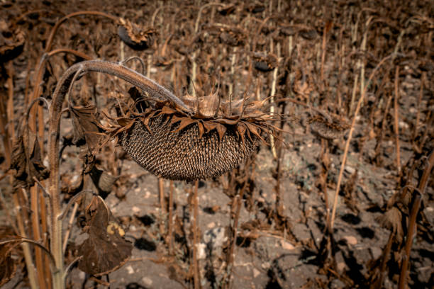 Dried sunflowers in the field