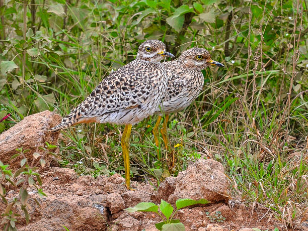 istock 2 Spotted Thick-knee at Nairobi National Park 2171180772
