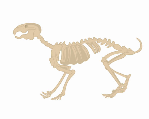 istock Vector isolated illustration of a rabbit skeleton on a white background. Study of zoology. 2171185597