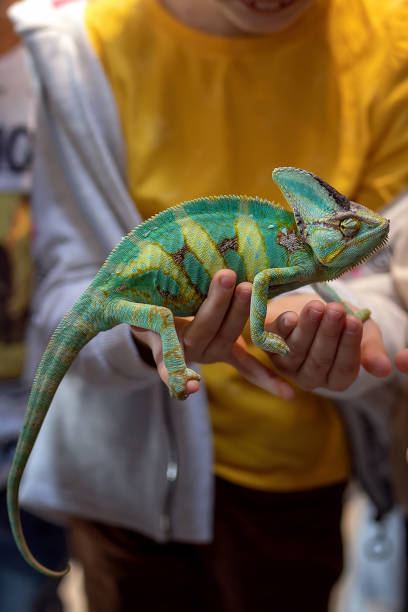 istock Panther chameleon on a child's hand. Exotic pet. 2171185663