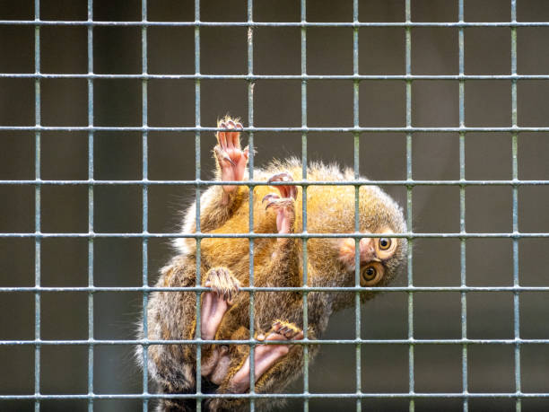 istock Mamoset monkey in a zoo, looking behind bars 2171186356