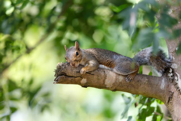 istock Portrait of a cute grey squirrel lying on a ash tree branch 2171186490