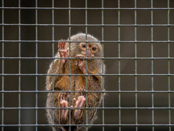 Mamoset monkey in a zoo, looking behind bars