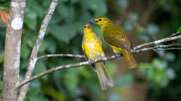 istock Yellow-browed bulbul feeding chick in forest 2171192761