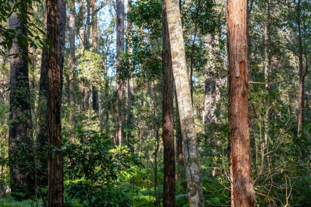 istock Sunlit Forest and Lush Native Vegetation: Exploring Baxter Creek in Queensland's Kondalilla National Park, Australia. Nature background with selective focus 2171192790