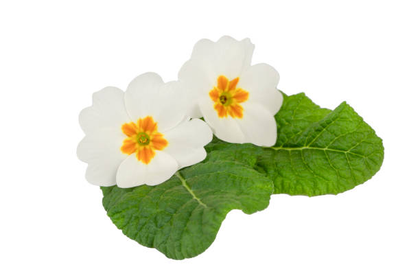 Primrose primula flowers isolated on white background