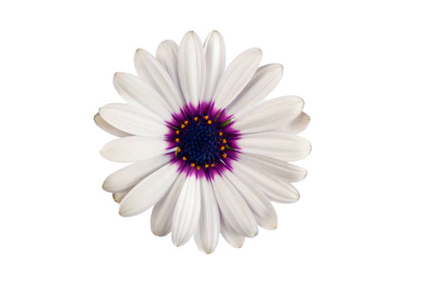 istock African daisy flower - Dimorphotheca ecklonis isolated on white background 2171195005