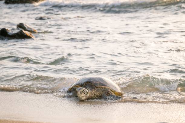 istock Sea turtle on sandy beach with ocean waves 2171195912