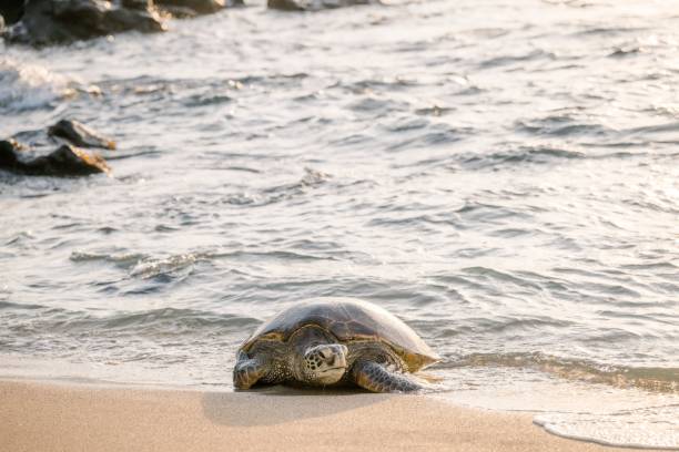istock Sea turtle resting on sandy shore at sunset. 2171195939