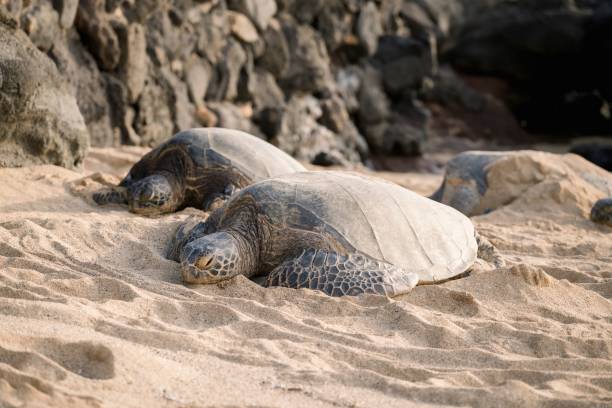 istock Sea turtles resting on a sandy beach. 2171195987