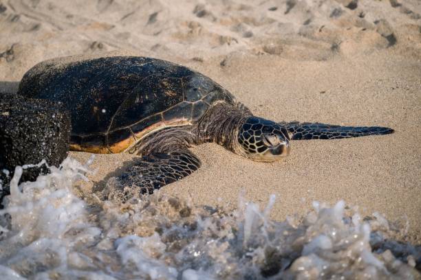 istock Sea turtle resting on a sandy beach with ocean waves. 2171195992