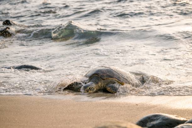 istock Sea turtle crawling towards the ocean at sunset 2171196000