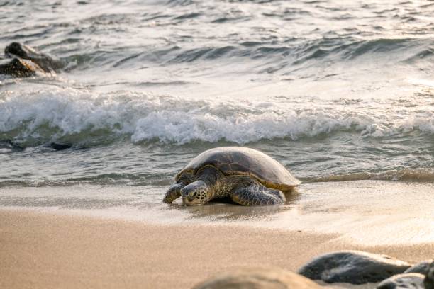 istock Sea turtle on the beach at sunset 2171196009