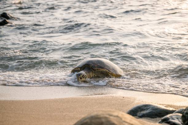 istock Sea turtle emerging onto a beach at sunset. 2171196038