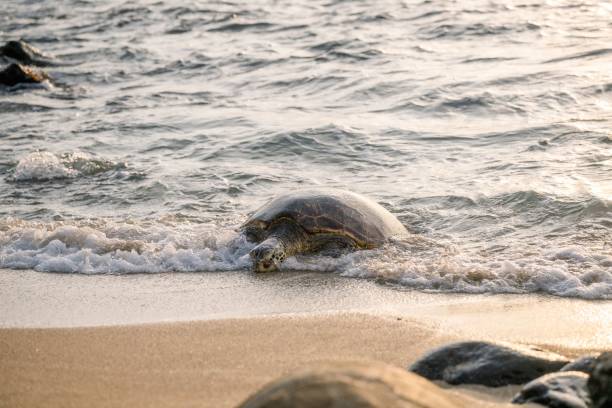 istock Sea turtle on beach at sunset 2171196167