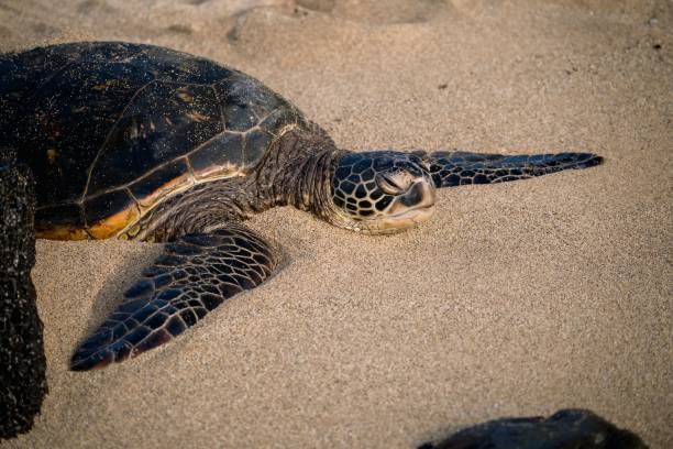 istock Sea turtle resting on a sandy beach 2171196194
