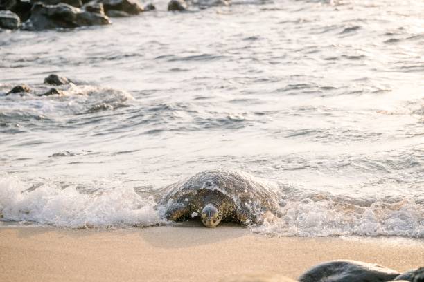 istock Sea turtle emerging from the ocean at sunset 2171196216