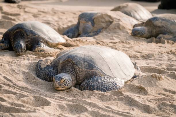 istock Sea turtles resting on a sandy beach. 2171196222