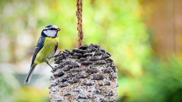 Eurasian blue tit bird (Cyanistes caeruleus) perched on big pine apple with fat suet food, shallow depth of field soft green nature background, sunny winter day.