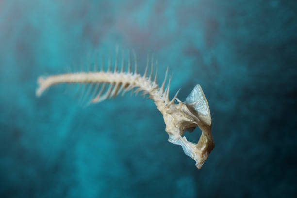 A Gilt-Head Bream axial skeleton. Selective focus on the skull.