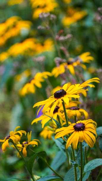 istock Yellow wildflowers 2171196896