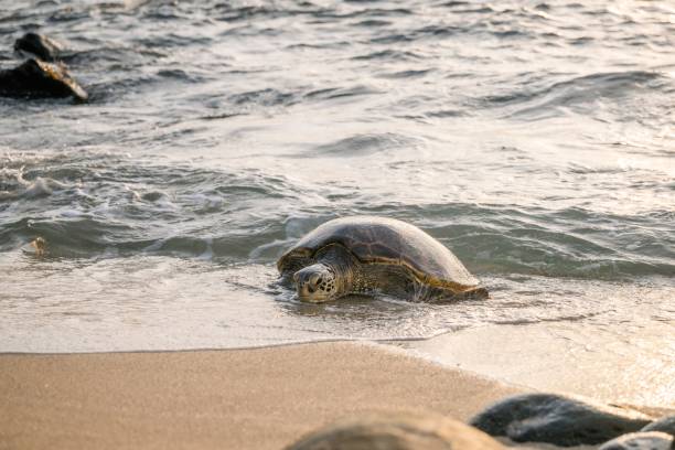 istock Sea turtle crawling on the sandy beach. Maui, Hawaii 2171197002