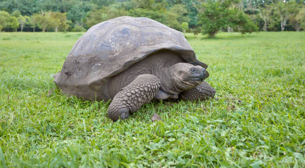 istock Galapagos giant tortoise eating grass, selective focus, Galapagos Islands, Ecuador. 2171198663