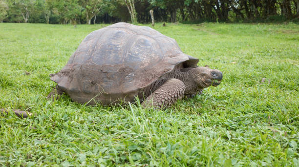 istock Galapagos giant tortoise eating grass, selective focus, Galapagos Islands, Ecuador. 2171198678