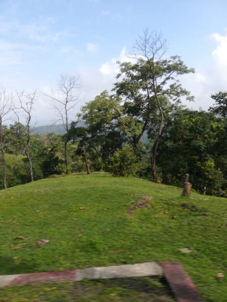 istock The beautiful green forest view with trees 2171198899