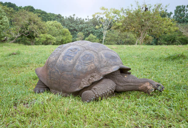 istock Galapagos giant tortoise eating grass, selective focus, Galapagos Islands, Ecuador. 2171201304