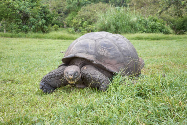 istock Galapagos giant tortoise eating grass, selective focus, Galapagos Islands, Ecuador. 2171201310