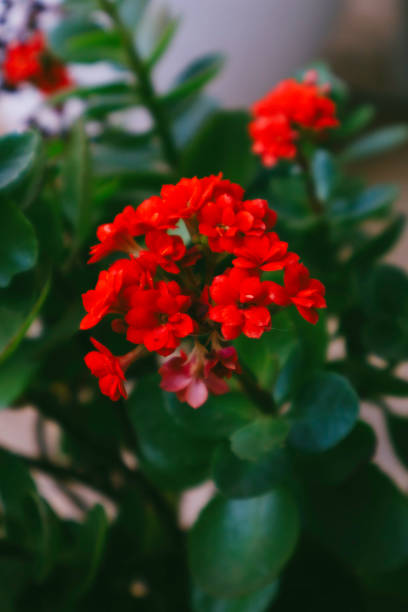 istock Vivid Red Blossoms: A Close-Up View of Nature’s Beauty 2171201513