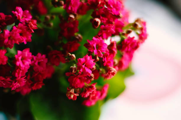 Pink flowers and pink flower pot under the window