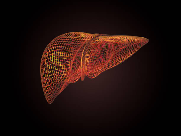 istock 3d Wireframe liver in orange over dark background 2171201979