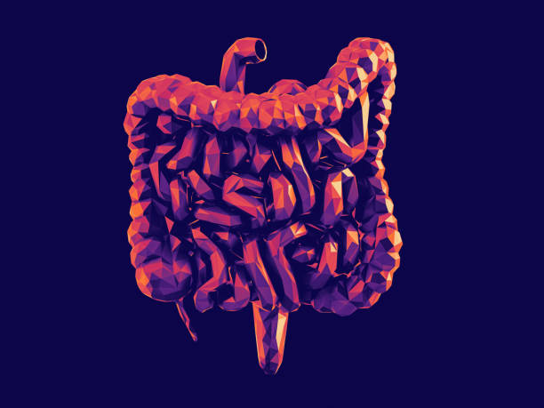 istock 3d render of abstract low poly human internal organ - intestine 2171202011