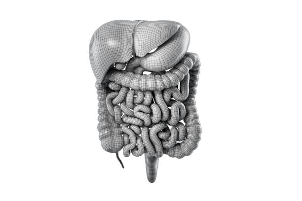 istock Polygonal 3d illustration of human digestive system isolated on white. 2171202059