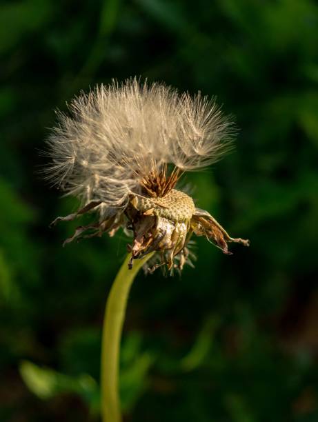 istock Close-up of a dandelion seed head with soft focus green background. 2171203157